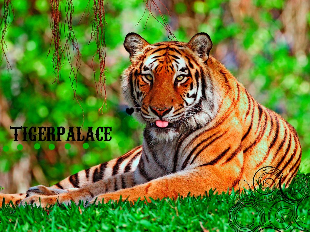 • JUST-TIGERS.GP // The paradise of tigers.*